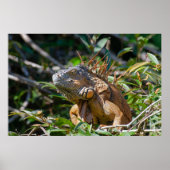 Belize Lizard, Friedlich Orange Iguana Poster (Vorne)
