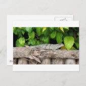 Belize Lizard PostCard Postkarte (Vorne/Hinten)