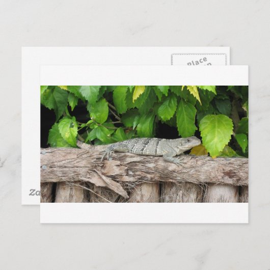 Belize Lizard PostCard Postkarte (Vorne/Hinten)
