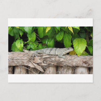 Belize Lizard PostCard Postkarte
