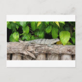 Belize Lizard PostCard Postkarte (Vorderseite)