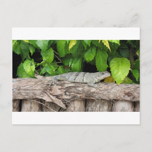 Belize Lizard PostCard Postkarte (Vorderseite)