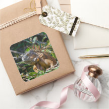 Belize Orange Iguana Lizard Fotografie