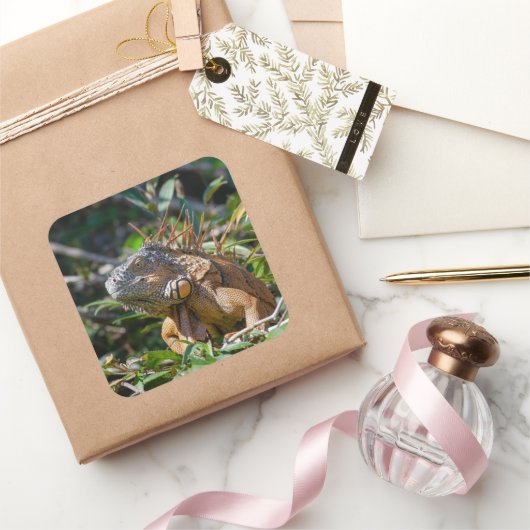 Belize Orange Iguana Lizard Fotografie Quadratischer Aufkleber (Schenken)