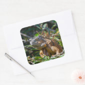 Belize Orange Iguana Lizard Fotografie Quadratischer Aufkleber (Umschlag)