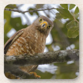 Belize Roadside Watch: Hawk Print Getränkeuntersetzer (Vorderseite)