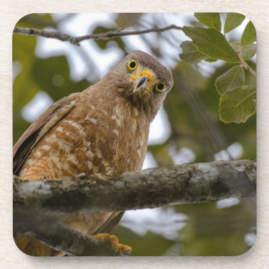 Belize Roadside Watch: Hawk Print Getränkeuntersetzer (Vorderseite)