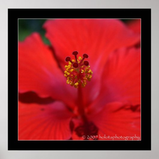 Belize - Rote Blume Poster (Vorne)