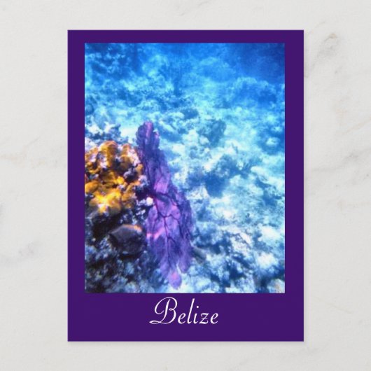 Belize Sea Fan Custom Postcard Postkarte (Vorderseite)