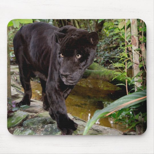 Belize-Stadt-Zoo. Schwarzer Panther Mousepad | Zazzle.de