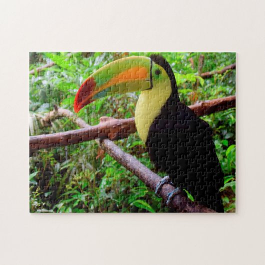 Belize Tucon Vögel. Puzzle (Horizontal)