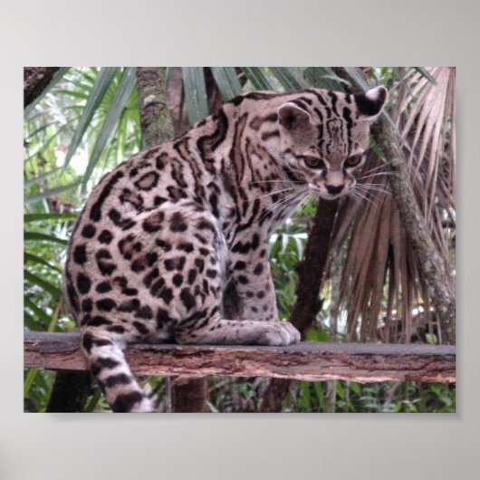 Belize Zoo Poster (Vorne)