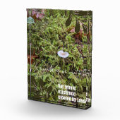 Belknap Mushroom mit Angebot Fotoblock (Rechts)