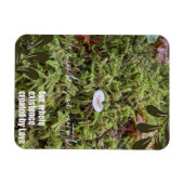 Belknap Mushroom mit Angebot Magnet (Horizontal)