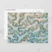 Bell Pfefferepidermis unter dem Mikroskop Postkarte (Vorne/Hinten)