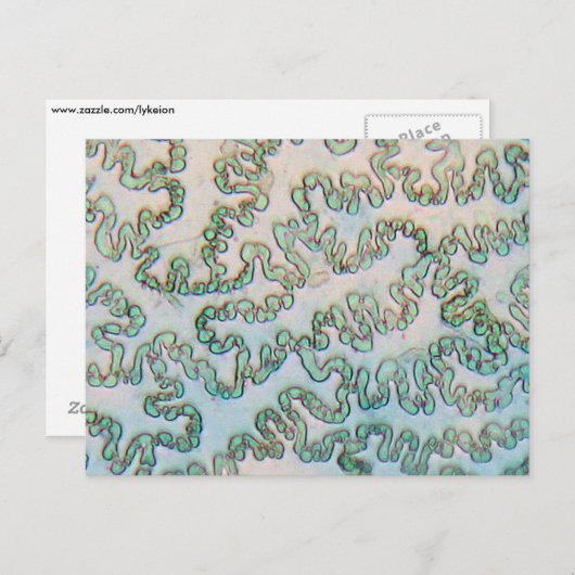 Bell Pfefferepidermis unter dem Mikroskop Postkarte (Vorne/Hinten)