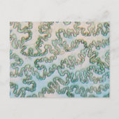 Bell Pfefferepidermis unter dem Mikroskop Postkarte (Vorderseite)