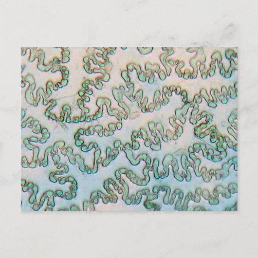 Bell Pfefferepidermis unter dem Mikroskop Postkarte (Vorderseite)