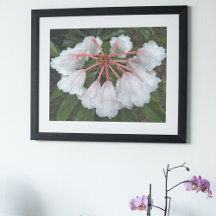Bell Shaped Rhododendrons Floral Fotografy