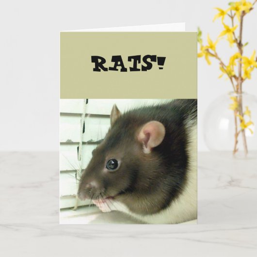 Bell the Rat bekommt bald eine gute Karte (Gelbe Blume)