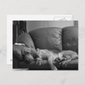 Bella Bloodhound Post Card Postkarte (Vorne/Hinten)