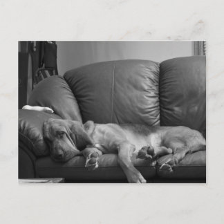 Bella Bloodhound Post Card Postkarte