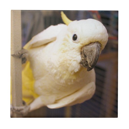 Bella Boy Fliese (Vorderseite)