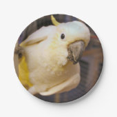Bella boy pappteller (Vorderseite)