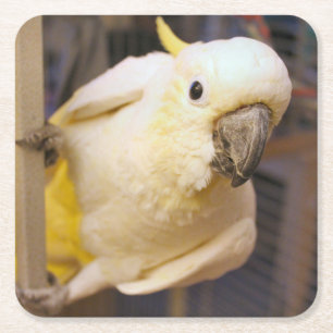 Bella boy rechteckiger pappuntersetzer