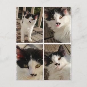 Bella Kitten Postkarte