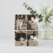 Bella Kitten Postkarte (Stehend Vorderseite)
