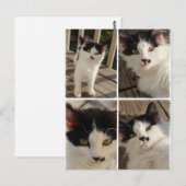 Bella Kitten Postkarte (Vorne/Hinten)