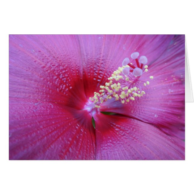 Bella Pink (Vorderseite (Horizontal))