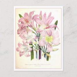 Belladonna Botanische Illustration Vintag Postkarte