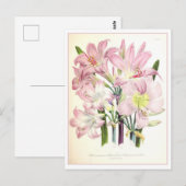 Belladonna Botanische Illustration Vintag Postkarte (Vorne/Hinten)