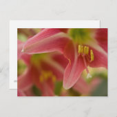 Belladonna Lido Postkarte (Vorne/Hinten)