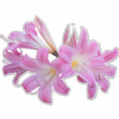 Belladonna Lily Jersey Blume Aufkleber (Vorderseite)