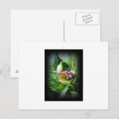 Belladonna Postkarte (Vorne/Hinten)