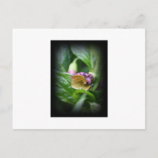 Belladonna Postkarte