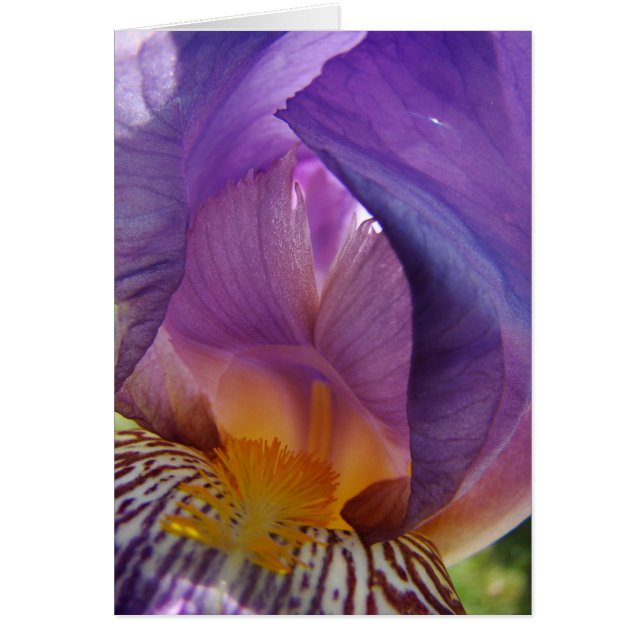 Belle-Abweichung (Vorne)