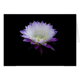 Belle des Balls, nächtblühende Kakteen