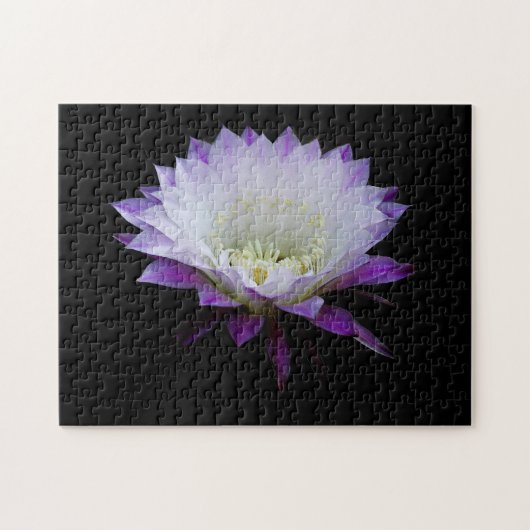 Belle of the Ball night bloomer Puzzle (Horizontal)
