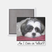 Belle The Shih Tzu Dog Magnet (Vorderseite/Rückseite)
