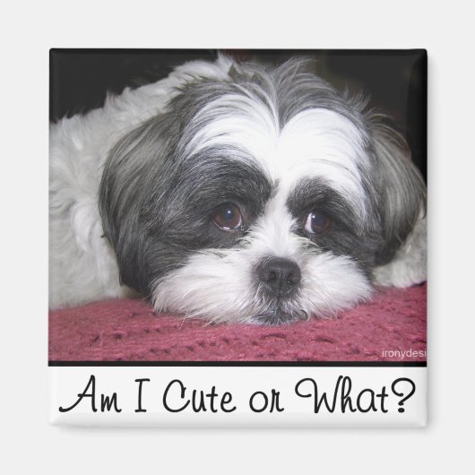 Belle The Shih Tzu Dog Magnet (Vorne)