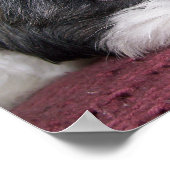 Belle The Shih Tzu Dog Poster (Ecke)