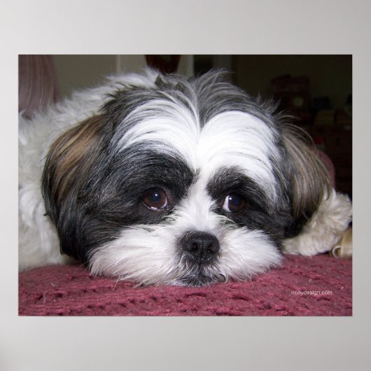 Belle The Shih Tzu Dog Poster (Vorne)