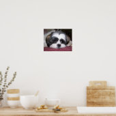 Belle The Shih Tzu Dog Poster (Küche)