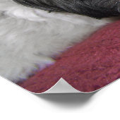 Belle The Shih Tzu Poster (Ecke)
