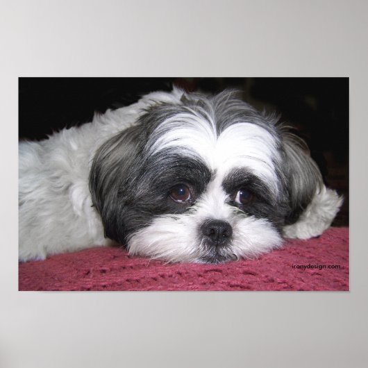 Belle The Shih Tzu Poster (Vorne)