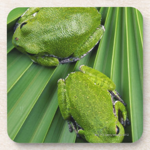 Bellender Baum-Frosch (Hyla gratiosa) Getränkeuntersetzer